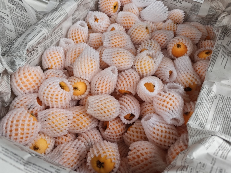 石棉晚熟枇杷