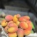 芒果