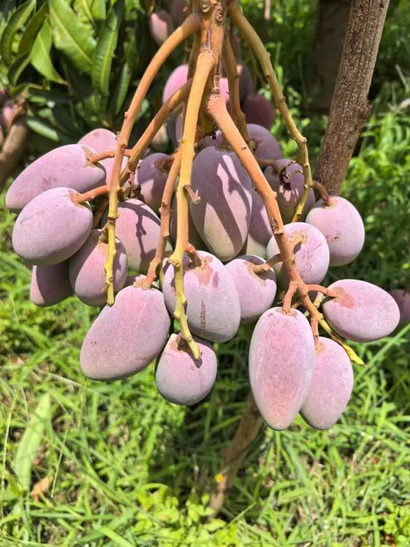 芒果