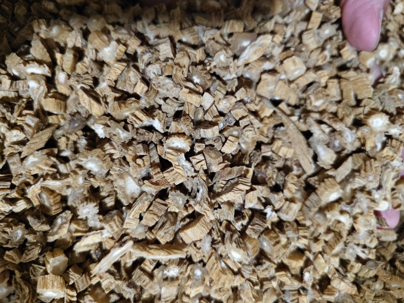 百部中药材百部切片规格齐全批发零售