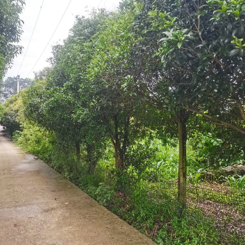 桂花树