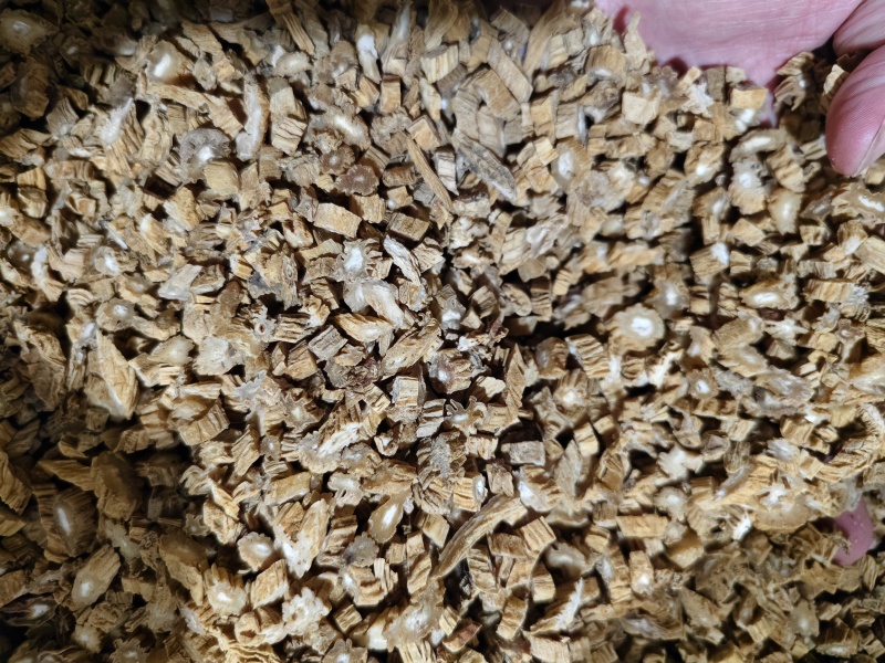 百部中药材百部切片规格齐全批发零售