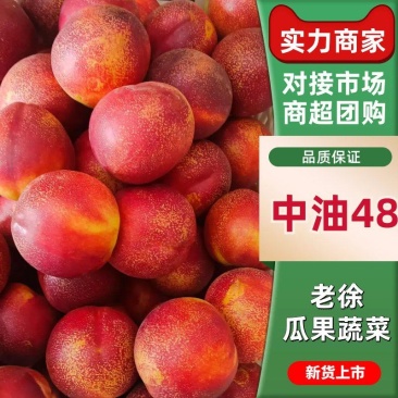 晚油48大麻点红玫瑰硬度好耐运输,对接电商市场批发商
