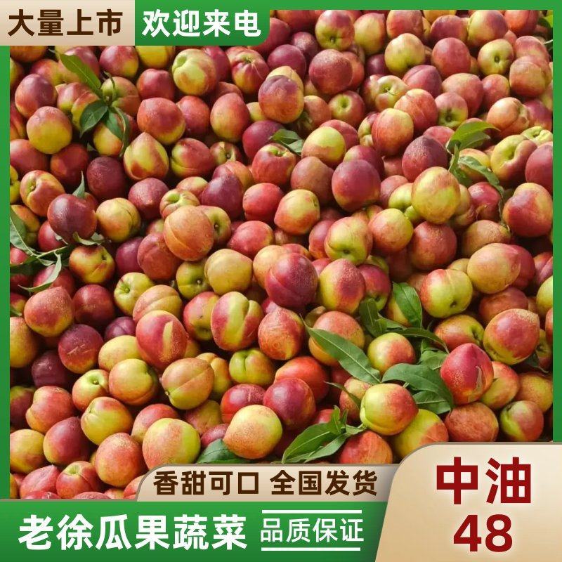 油桃48大量现货供应，品质高口感好，脆甜多汁对接电商市场