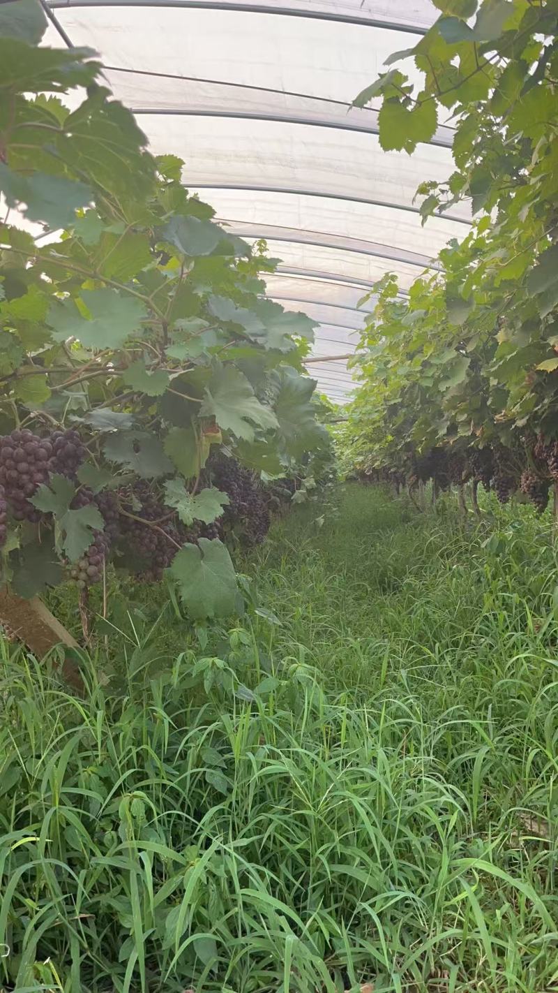 自家大棚种植夏黑，粒大饱满，果粉足，口感正宗，甜度高。