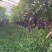 自家大棚种植夏黑，粒大饱满，果粉足，口感正宗，甜度高。