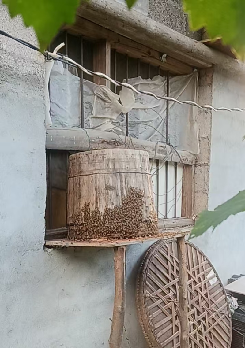 土蜂蜜
