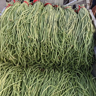 豆角，长豆角，阜城县豆角大量上市中，欢迎全国客商前来采购