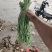豆角，长豆角，阜城县豆角大量上市中，欢迎全国客商前来采购