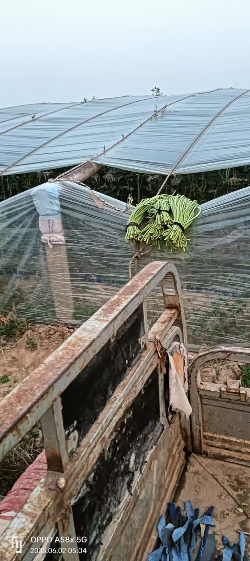 豆角，长豆角，阜城县豆角大量上市中，欢迎全国客商前来采购