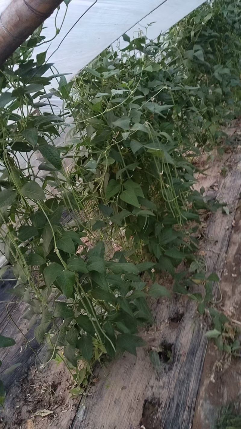 豆角，长豆角，阜城县豆角大量上市中，欢迎全国客商前来采购