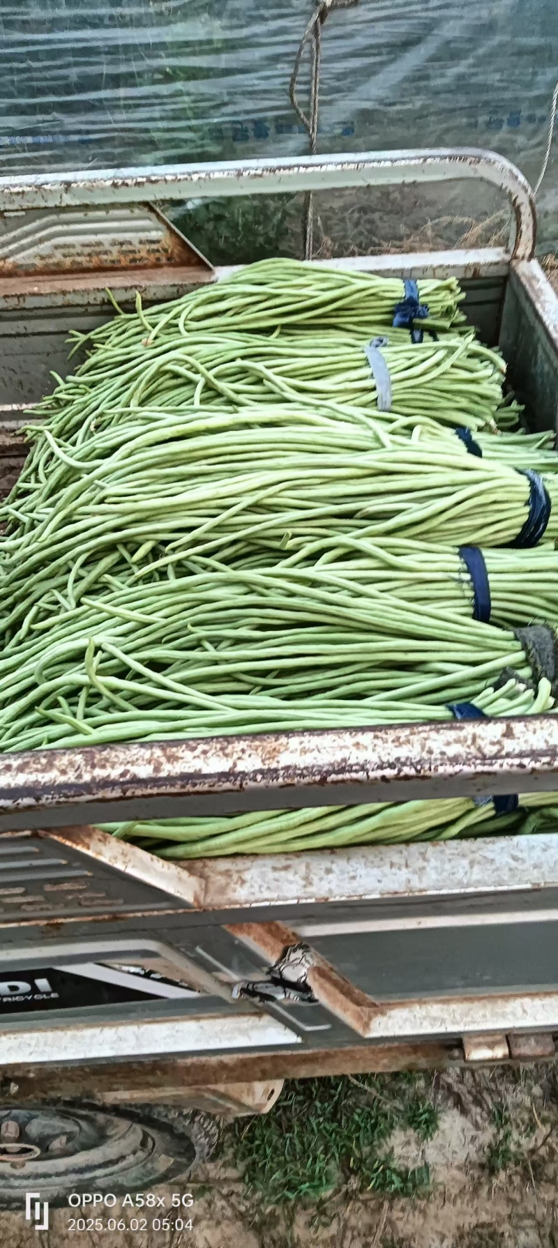 豆角，长豆角，阜城县豆角大量上市中，欢迎全国客商前来采购
