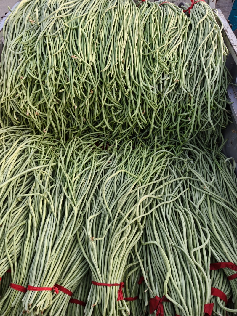 豆角，长豆角，阜城县豆角大量上市中，欢迎全国客商前来采购