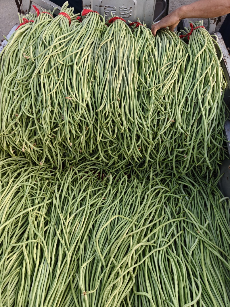 豆角，长豆角，阜城县豆角大量上市中，欢迎全国客商前来采购