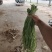 豆角，长豆角，阜城县豆角大量上市中，欢迎全国客商前来采购