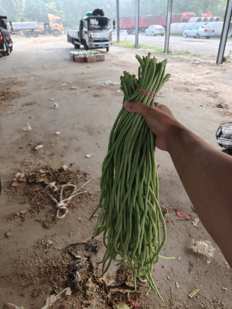 豆角，长豆角，阜城县豆角大量上市中，欢迎全国客商前来采购