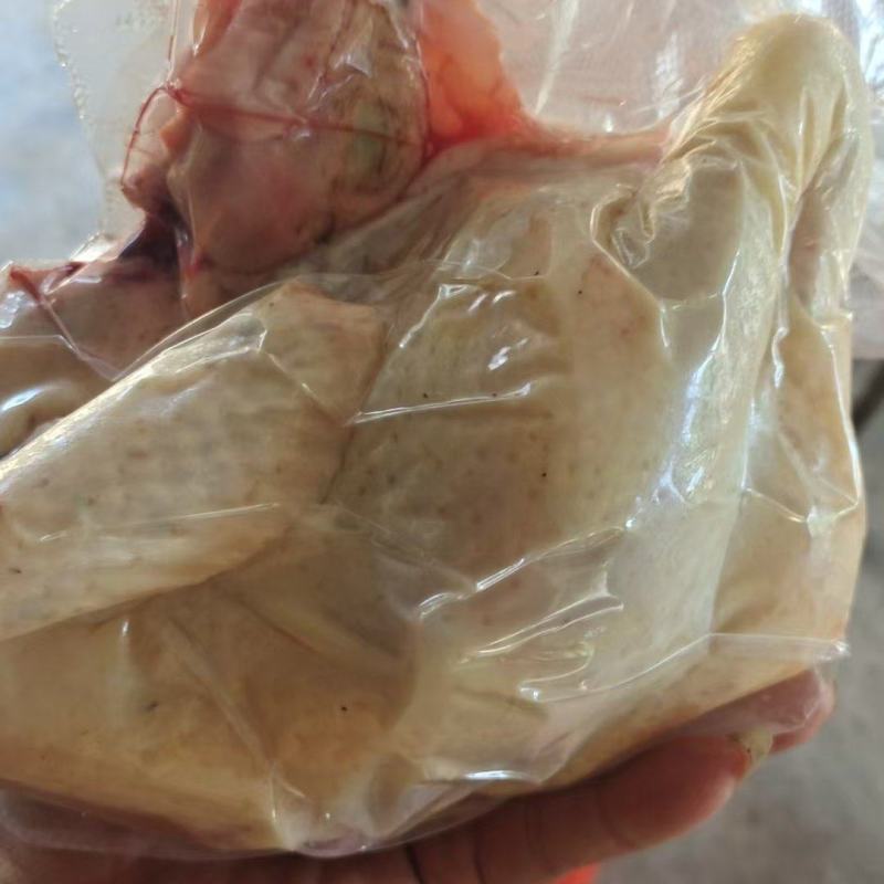 精品宰好的果园鸡白条鸡