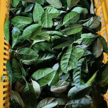 柠檬叶