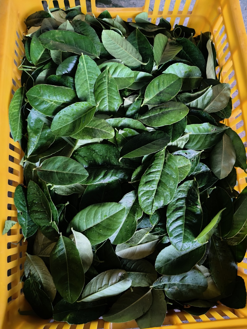 柠檬叶