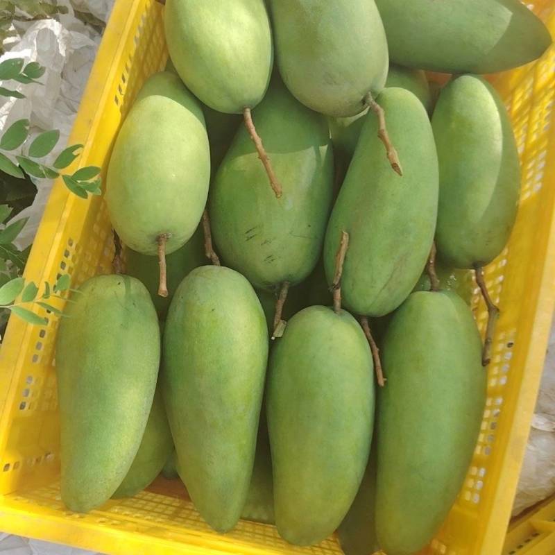 电商大青芒