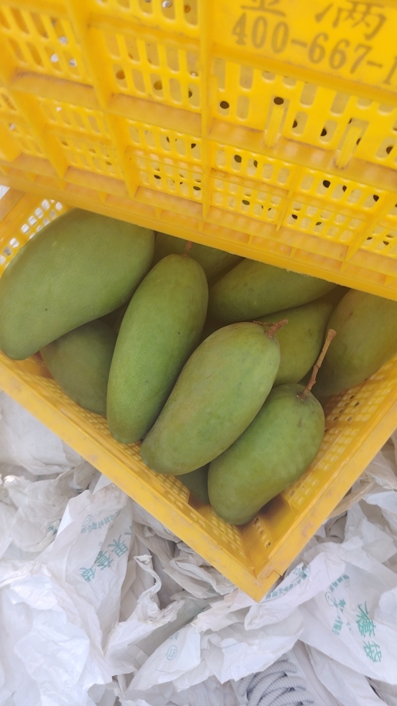 电商大青芒