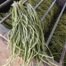 豆角，豆角，阜城县豆角大量上市中，质优价廉，欢迎客商前来