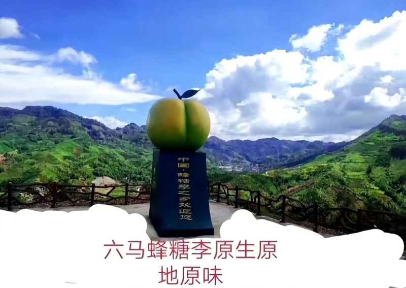 蜂蜜李，脱骨脆甜**享受，蓄势待发欢迎合作。