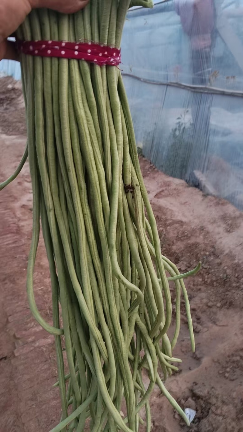 豆角，豆角，阜城县豆角大量上市中，质优价廉，欢迎客商前来