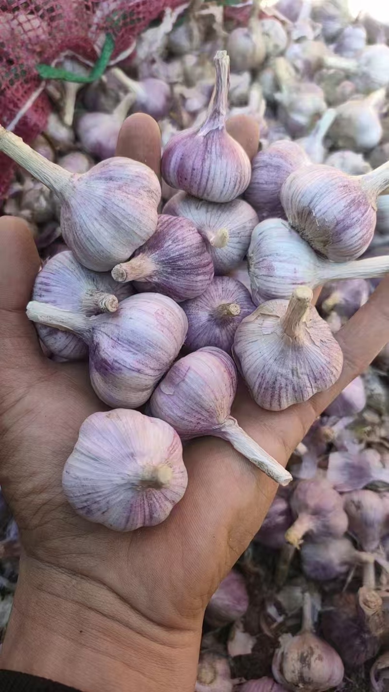 云南红蒜种蒜产地直发品质保证量大从优欢迎联系