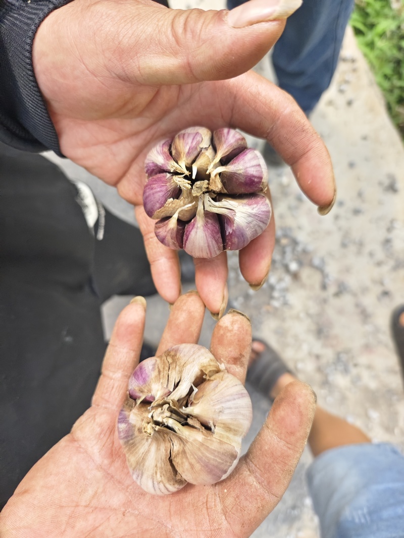 云南红蒜种蒜产地直发品质保证量大从优欢迎联系