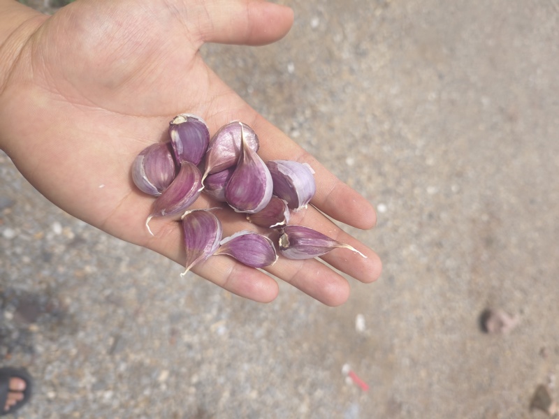 云南红蒜种蒜产地直发品质保证量大从优欢迎联系
