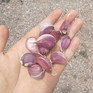 云南红蒜种蒜产地直发品质保证量大从优欢迎联系