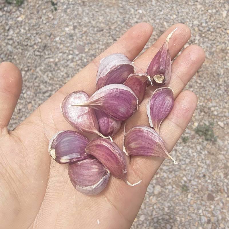 云南红蒜种蒜产地直发品质保证量大从优欢迎联系