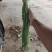 豆角，豆角，阜城县豆角大量上市中，质优价廉，欢迎客商前来
