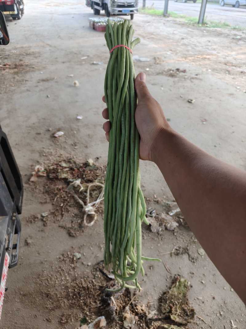 豆角，豆角，阜城县豆角大量上市中，质优价廉，欢迎客商前来