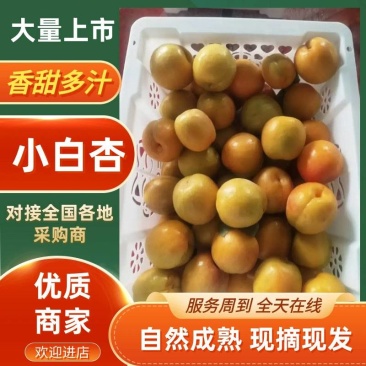 【优质推荐】小白杏大量上市产地直发量大从优价格美丽