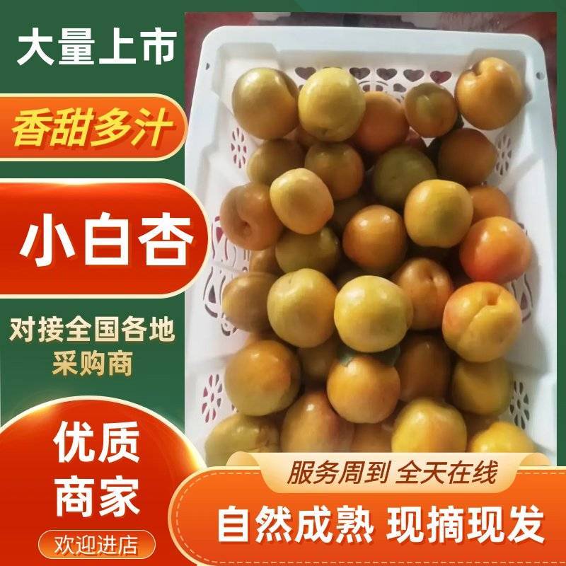 【优质推荐】小白杏大量上市产地直发量大从优价格美丽