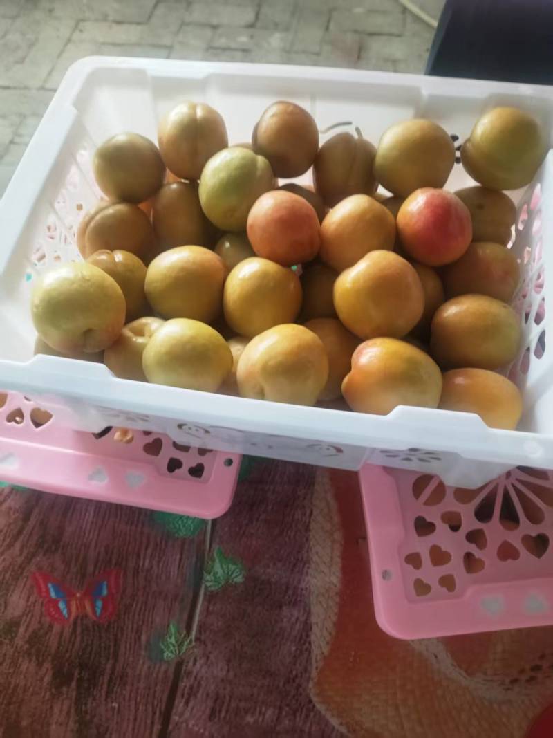 【优质推荐】小白杏大量上市产地直发量大从优价格美丽