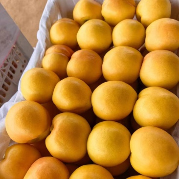 【金牌优选】黄油桃/山东精品黄油桃/山东油桃/量大价美