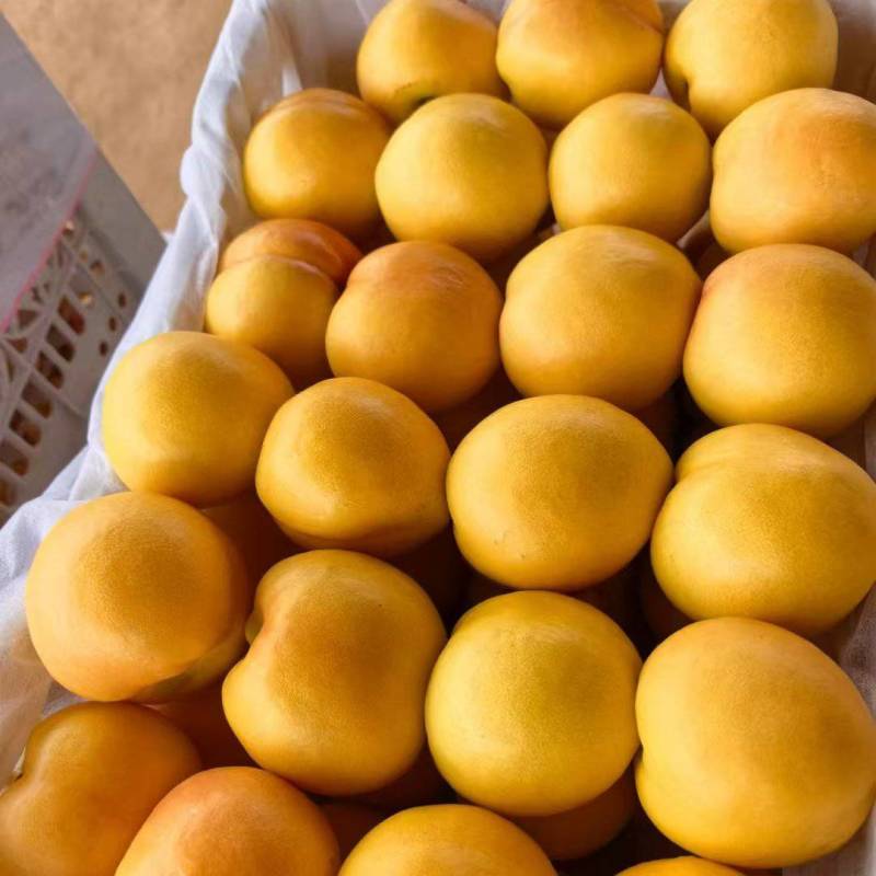 【金牌优选】黄油桃/山东精品黄油桃/山东油桃/量大价美