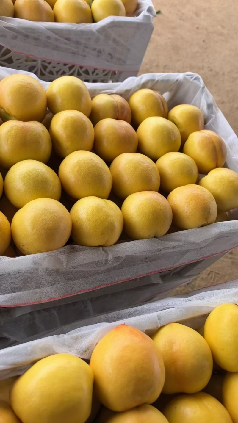 【金牌优选】黄油桃/山东精品黄油桃/山东油桃/量大价美