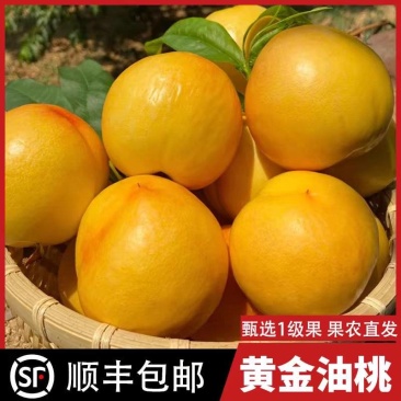 《山东油桃》黄金油桃/一件代发/量大从优/全国发货