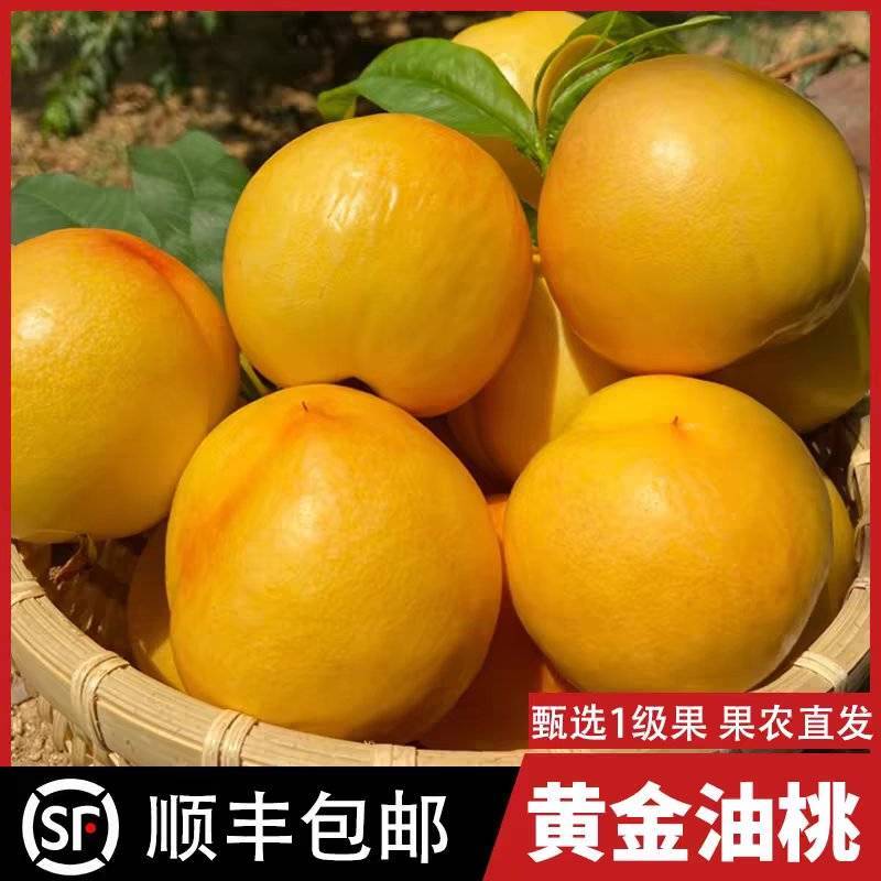 《山东油桃》黄金油桃/一件代发/量大从优/全国发货