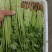 推荐江苏芹菜小芹菜基地直供量大从优全国发货联系
