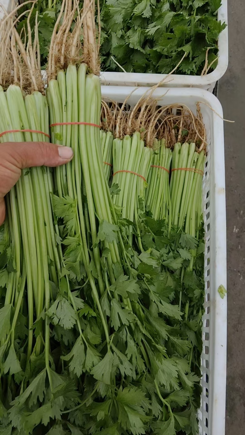推荐江苏芹菜小芹菜基地直供量大从优全国发货联系