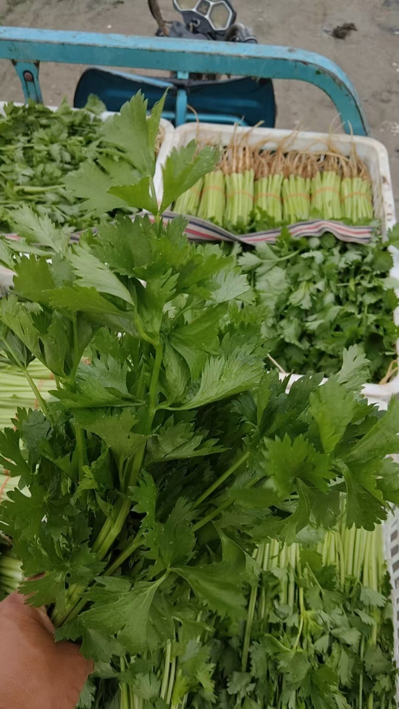 推荐江苏芹菜小芹菜基地直供量大从优全国发货联系