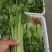 推荐江苏芹菜小芹菜基地直供量大从优全国发货联系