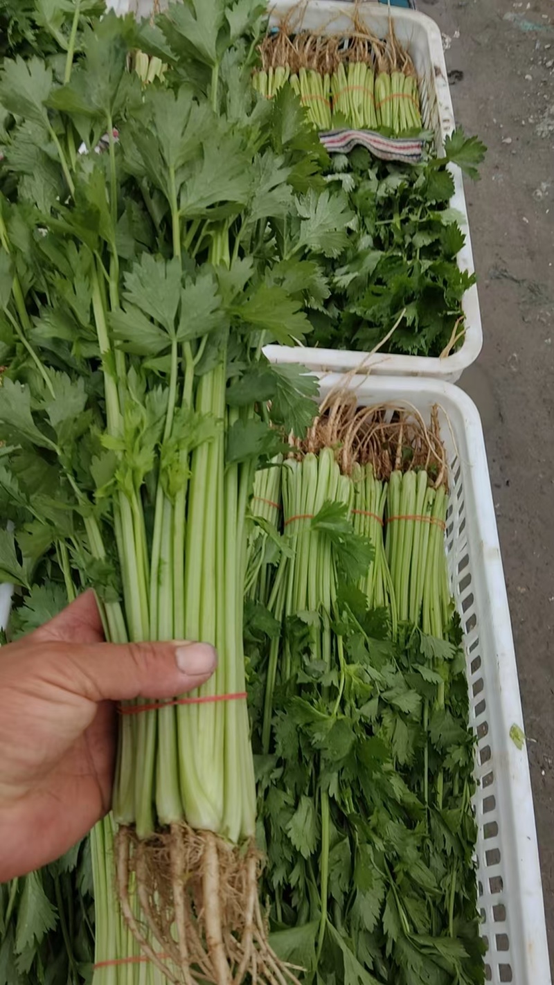 推荐江苏芹菜小芹菜基地直供量大从优全国发货联系