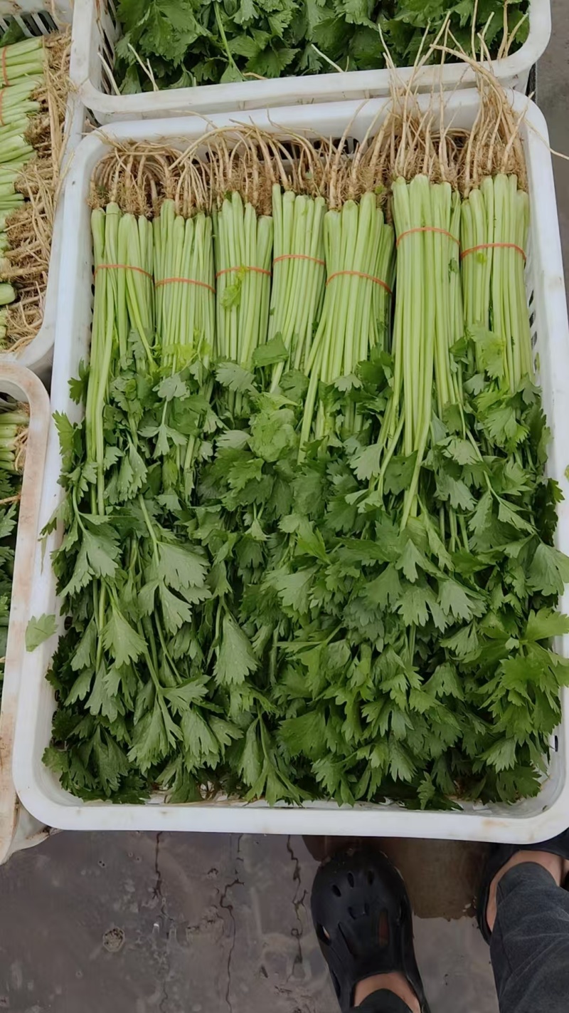 推荐江苏芹菜小芹菜基地直供量大从优全国发货联系