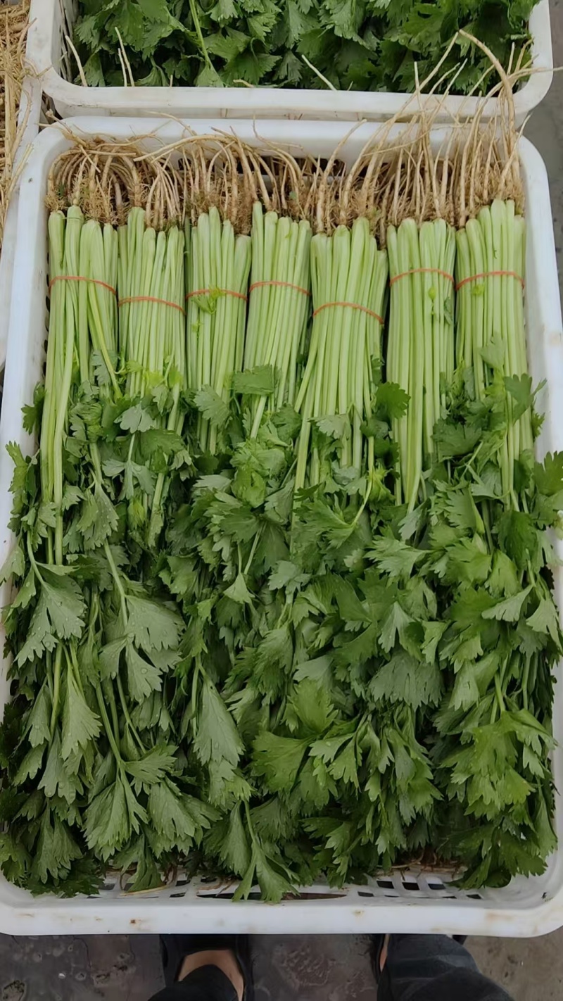 推荐江苏芹菜小芹菜基地直供量大从优全国发货联系